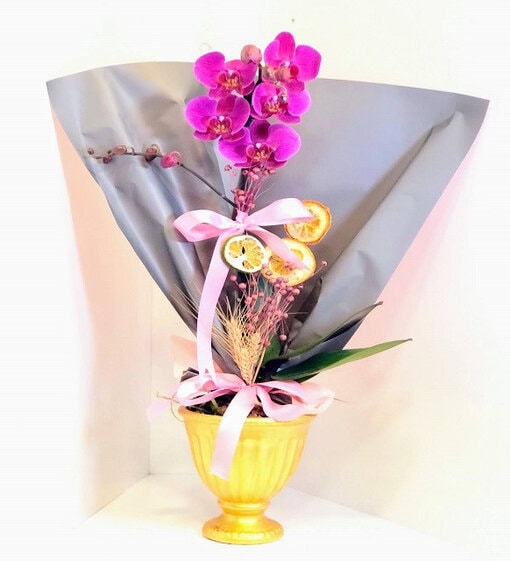 Mor Tekli Orkide C-OR122 - Görsel 4