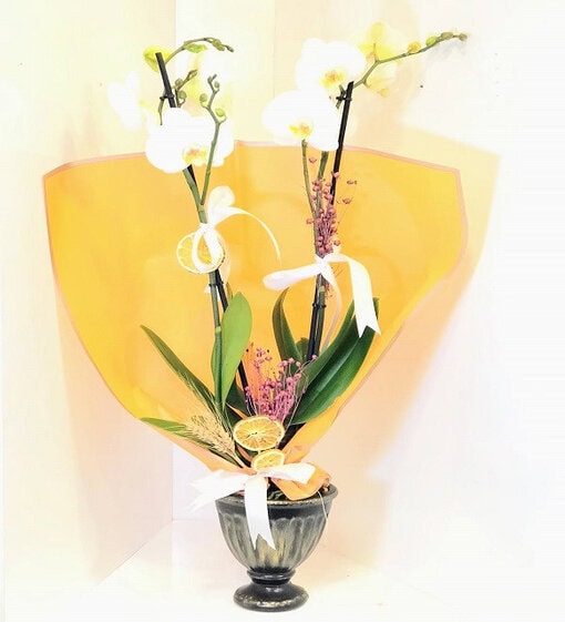 Beyaz İkili Orkide - Aynı Gün Hızlı Teslimat - Görsel 3