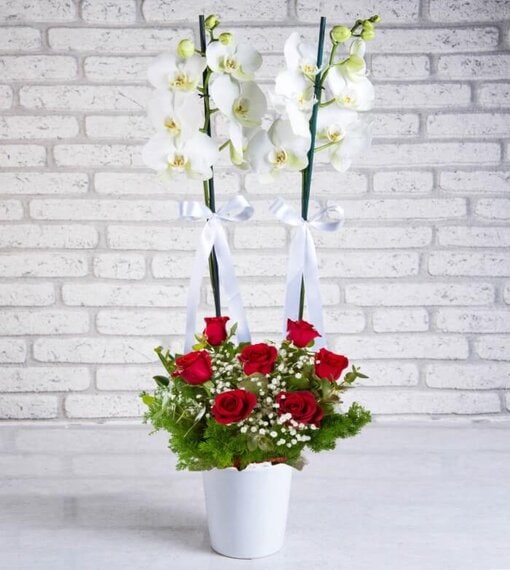 2'li Orkide 7 Kırmızı Gül