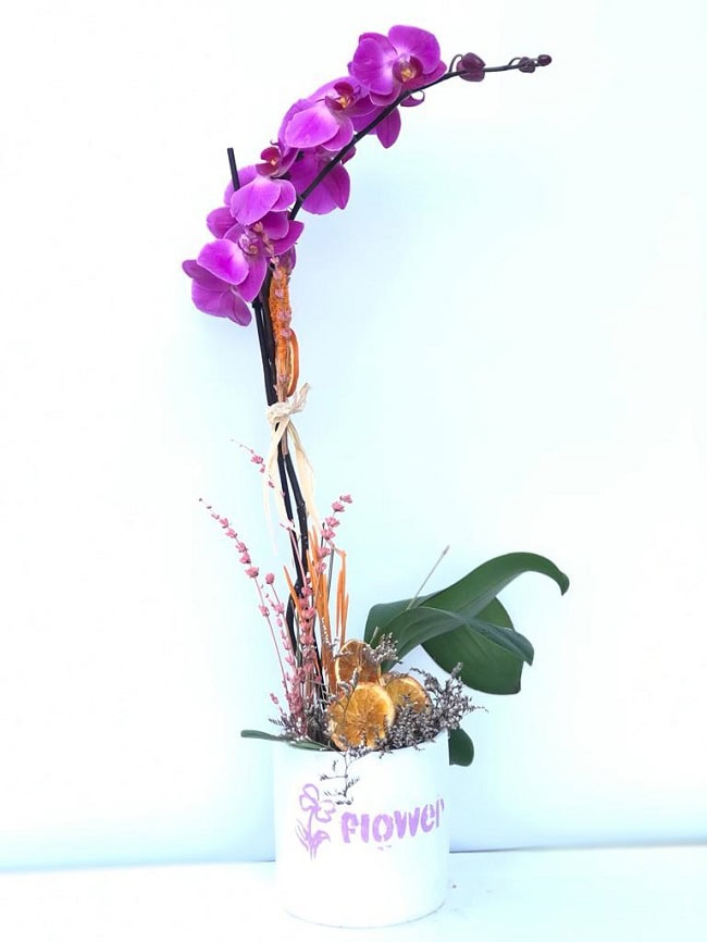 Mor Tekli Orkide C-OR122 - Görsel 6