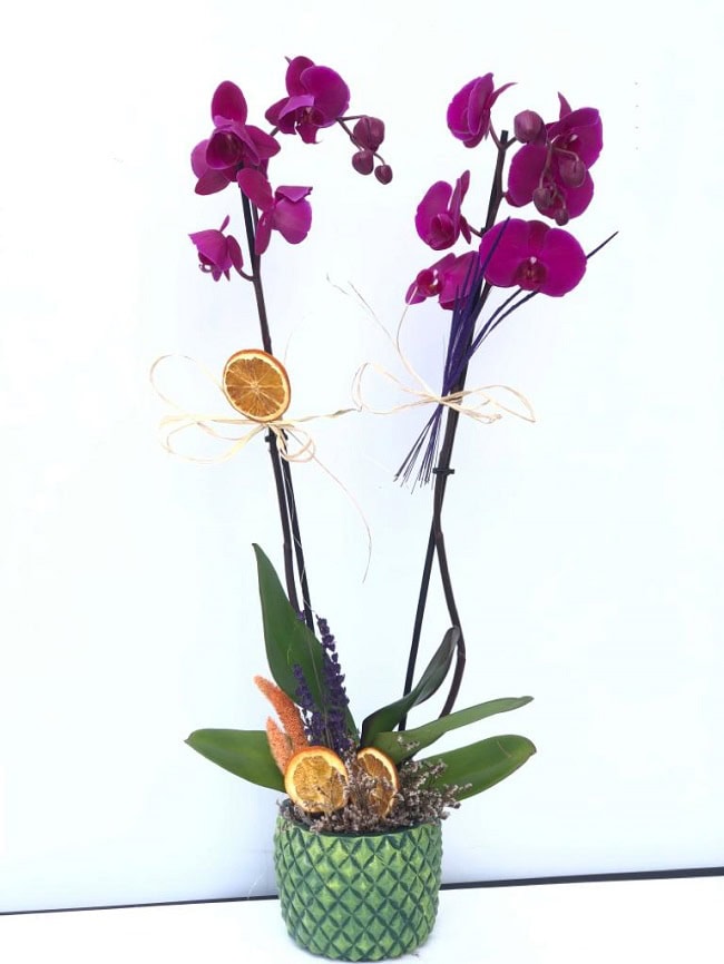 Pembe Orkide Çift Dal C-OR103 - Görsel 3