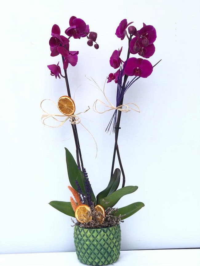 Pembe Orkide Çift Dal C-OR103 - Görsel 5