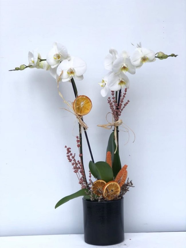 Beyaz İkili Orkide - Aynı Gün Hızlı Teslimat - Görsel 5