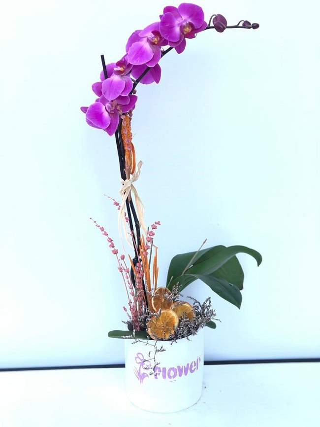 Mor Tekli Orkide C-OR122 - Görsel 7