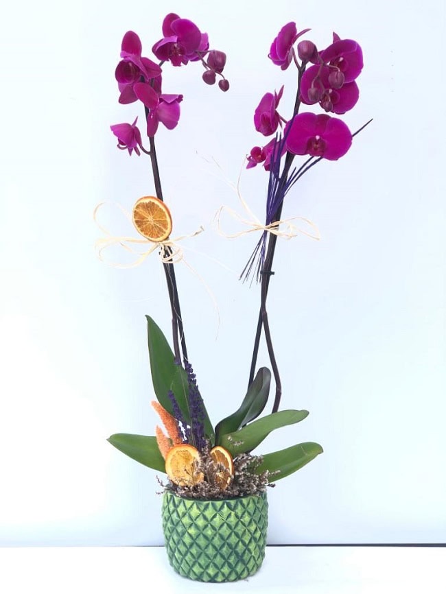 Pembe Orkide Çift Dal C-OR103 - Görsel 6