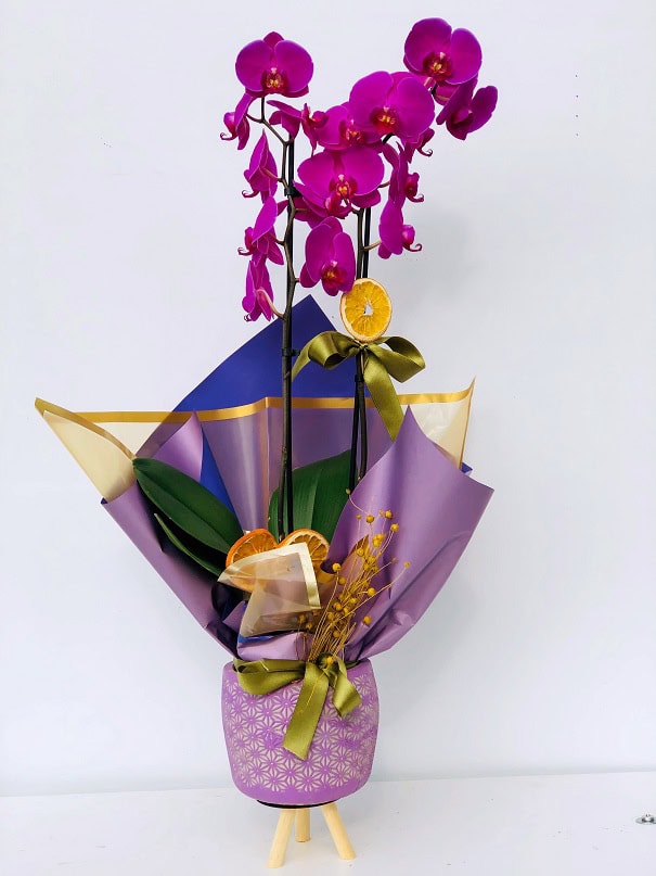 Çiftli Pembe Felix Orkide