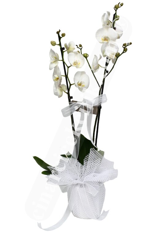Beyaz İkili Orkide - Aynı Gün Hızlı Teslimat