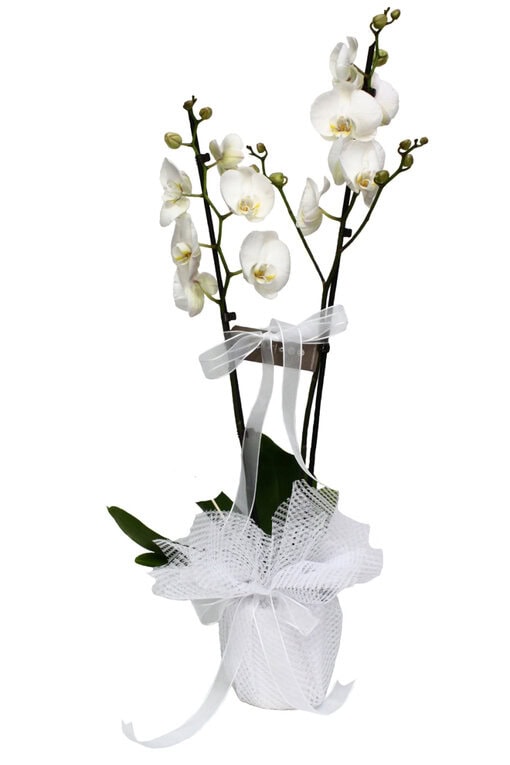 Beyaz İkili Orkide - Aynı Gün Hızlı Teslimat - Görsel 2