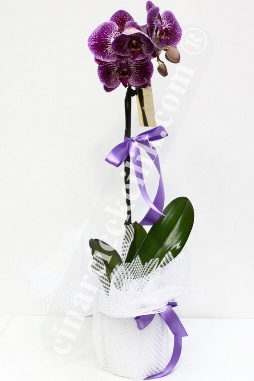 Mor Tekli Orkide C-OR122