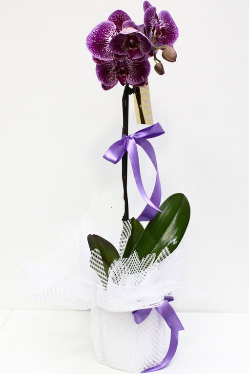 Mor Tekli Orkide C-OR122 - Görsel 2