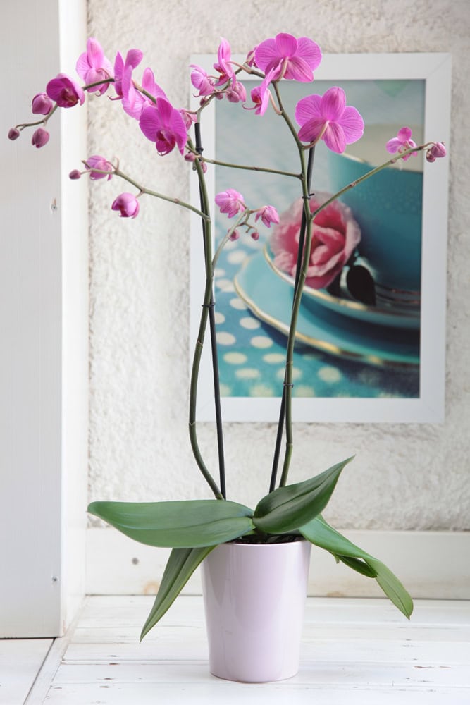 Çift Dal Pembe Sevgilime C-OR155 - Görsel 2