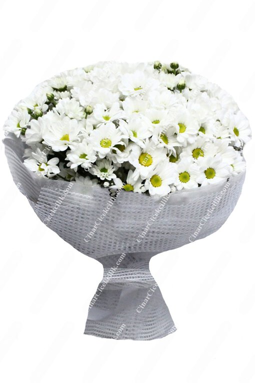 En Güzeli Papatya Kır Çiçeği C-BUK153