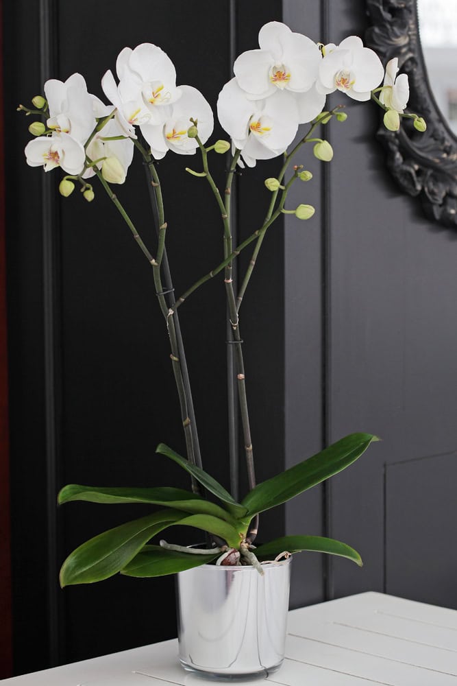 Beyaz Orkide Siparişi, Gönder Çift Dal - Görsel 2