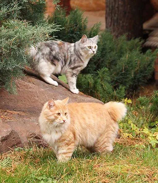 Gatti di razza Kurilian Bobtail