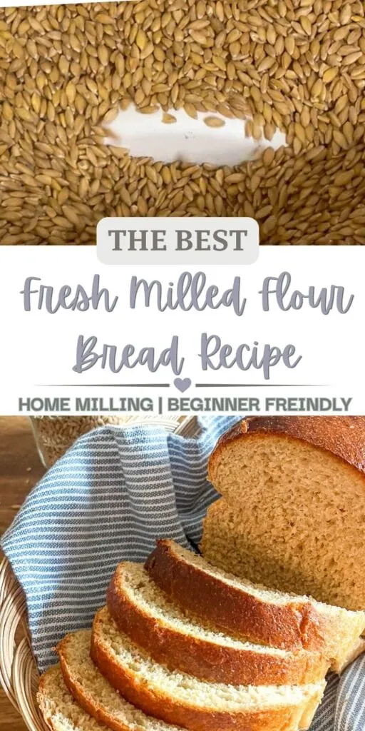 2 images. One of wheat berries in a mill. The other is fresh milled flour bread on top of a blue and white striped napkin in a wicker basket. A glass jar of wheat berries is in the background. 