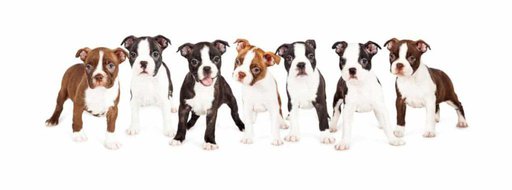 Is Doggy Day Care Worth The Price?  Complete Daycare Guide. Boston Terrier Society.