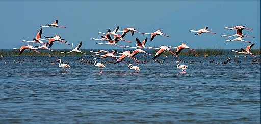 migratory birds at lake Chilika in Odisha India