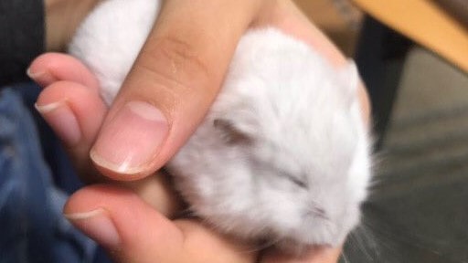 sleeping-hamster-1