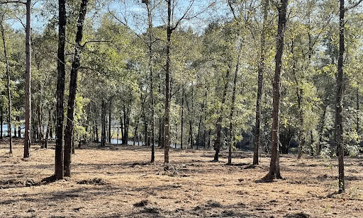 Land Clearing