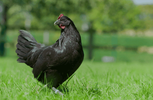 Le meilleur prédateur du frelon asiatique : la poule noire de Janzé image 19 - Le meilleur prédateur du frelon asiatique : la poule noire de Janzé