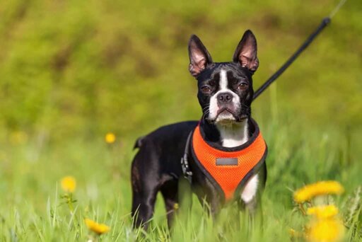 Dog Allergy Guide: Symptoms & Treatments; Natural Remedies. Boston Terrier Society.