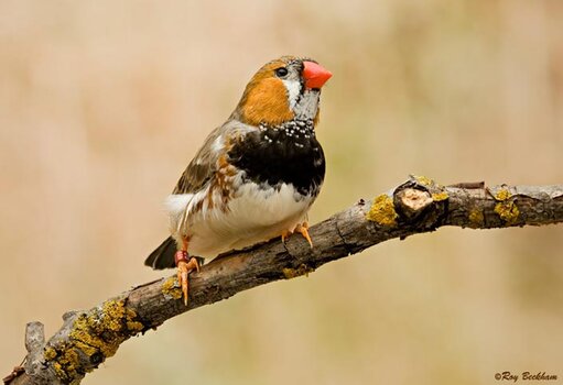 Zebra finch dada hitam ( Black breasted zebra finch)