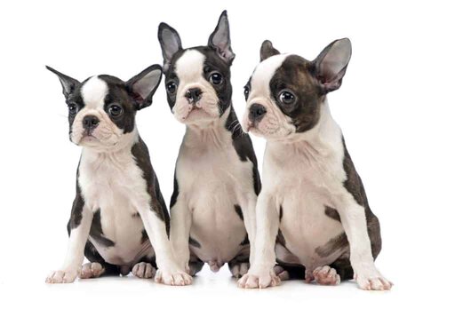 Boston Terrier Breeders in Canada. Boston Terrier puppies in Canada. Boston Terrier Society.