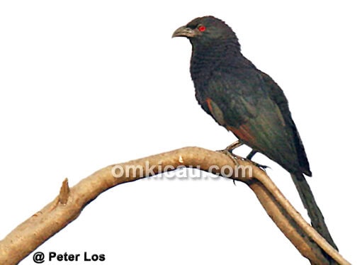 Burung bubut jawa
