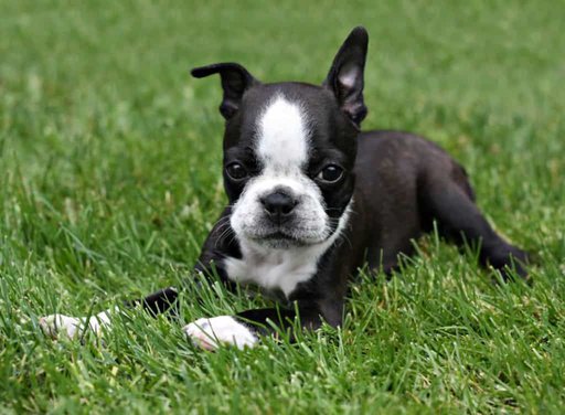 Why Does My Dog Kick Grass After Pooping? Boston Terrier Society.