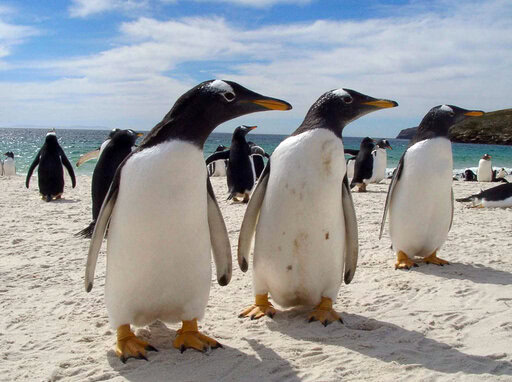 BURUNG PENGUIN
