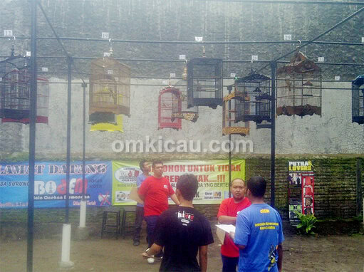 Kelas cucak jenggot di Bodem