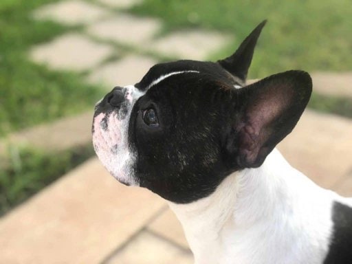 Guide: Brushing A Boston Terrier. Brushes to use; How often. Boston Terrier Society.