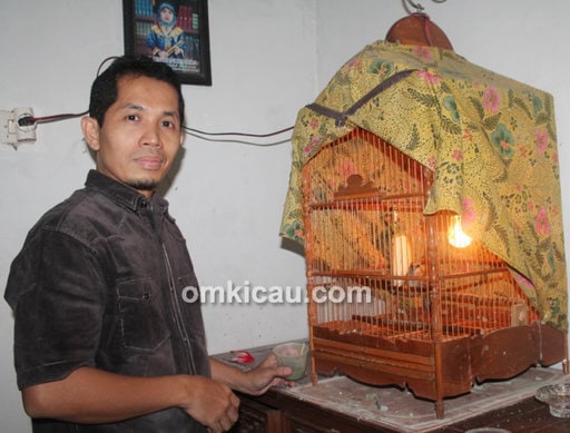 Breeding cucakrowo Royhan BF Jakarta