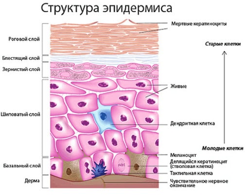 Разница между Кератиноцитами и Корнеоцитами 2 Структура эпидермиса