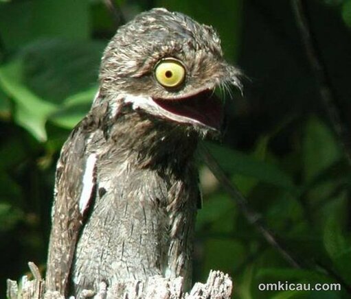 Burng potoo