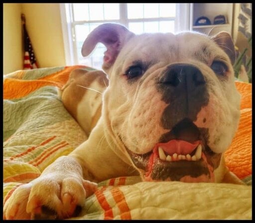 snoop dog greg george 