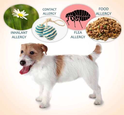 What types of dog allergies are there? Boston Terrier Society.