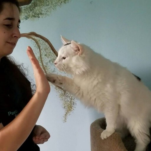 Cat behaviorist