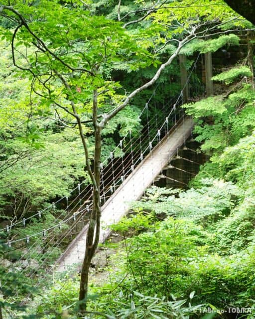大台ヶ原・東大台ヶ原完全クリアコースの底、シオカラ谷吊り橋までは長い下り坂……なのに帰りは同じだけ登り返す、なかなかの試練ポイントです😅  シャクナゲの木々に囲まれた小道は「シャクナゲ坂」と呼ばれていて、花の季節(5月下旬〜1週間ほど)はさぞ見事だろうなと想像しながら歩きました。  橋の上から見下ろす谷の景色は、疲れも忘れるくらいの美しさ。体力に余裕がある人にこそ歩いてほしい、東大台ヶ原の隠れた見どころです。  ▶︎詳しいコースレポートはブログ「旅のトビラ☆リタイヤ～ず」で公開中です。プロフィールのリンクからどうぞ  #大台ヶ原 #東大台ヶ原 #シオカラ谷 #奈良県 #元気充電旅