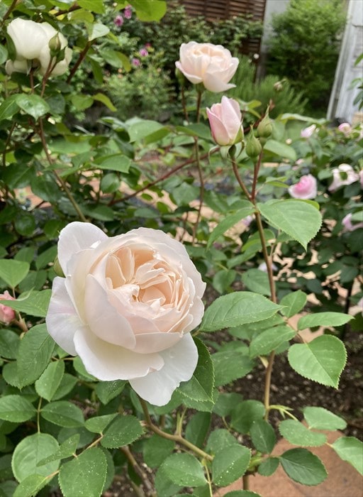 デスデモーナ（バラ）の花4