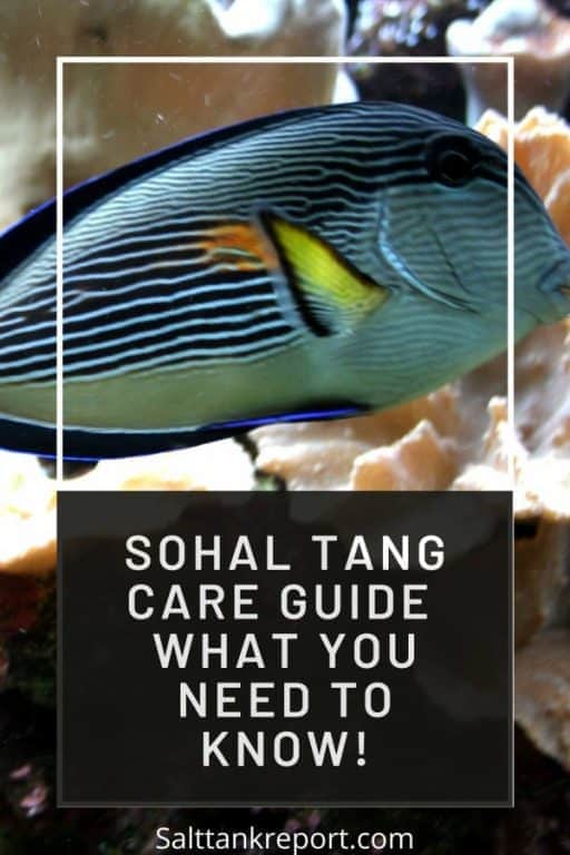 sohal tang care guide