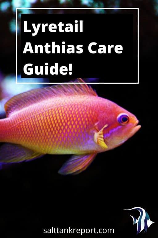 lyretail anthias care