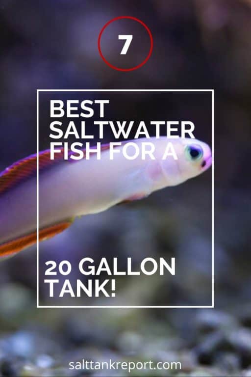 best saltwater fish for a 20 gallon
