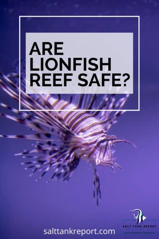 are lionfish reef safe