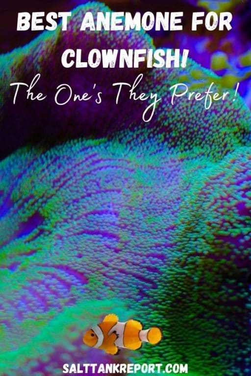 best anemone for clownfish