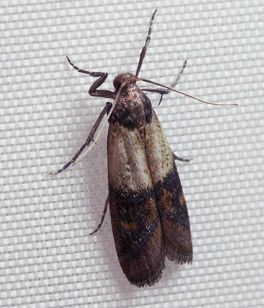 Indianmeal Moth