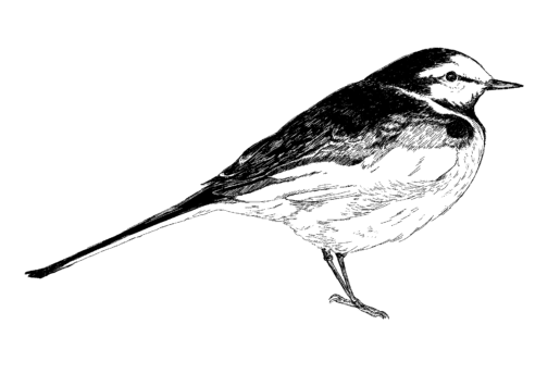バードタイプ診断_セキレイ
