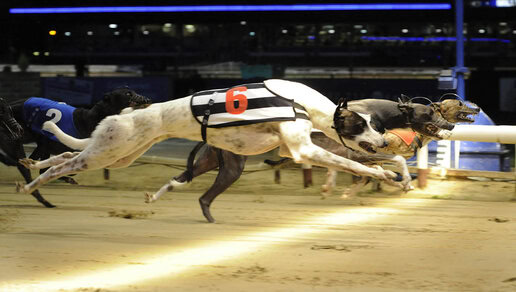 Greyhound Racing Tips
