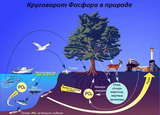 Круговорот Фосфора в природе