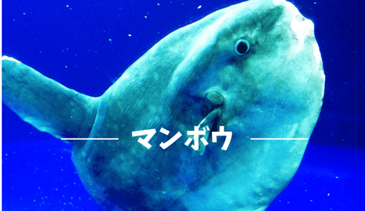 謎多き海ののんびり屋？マンボウの種類と生態について